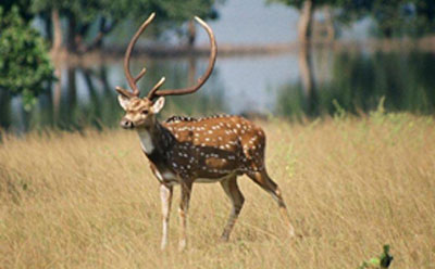 tadoba safari online booking