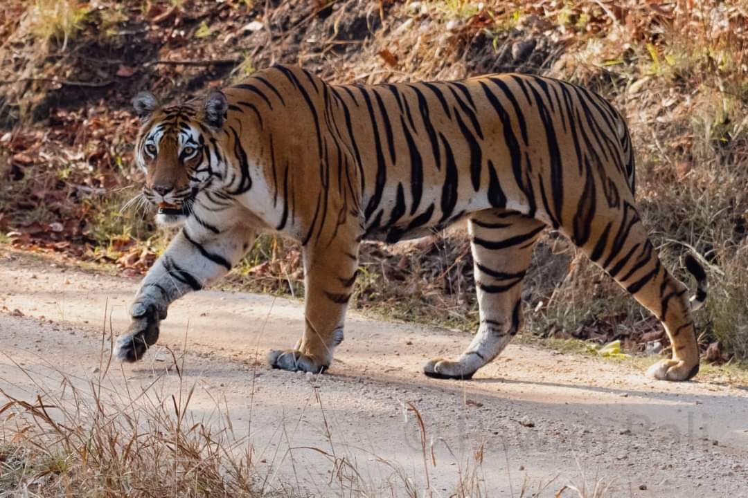 tadoba national park, tadoba andhari national park