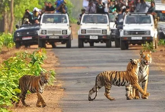 tadoba national park, tadoba andhari national park