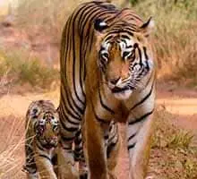 tadoba national park, tadoba andhari national park